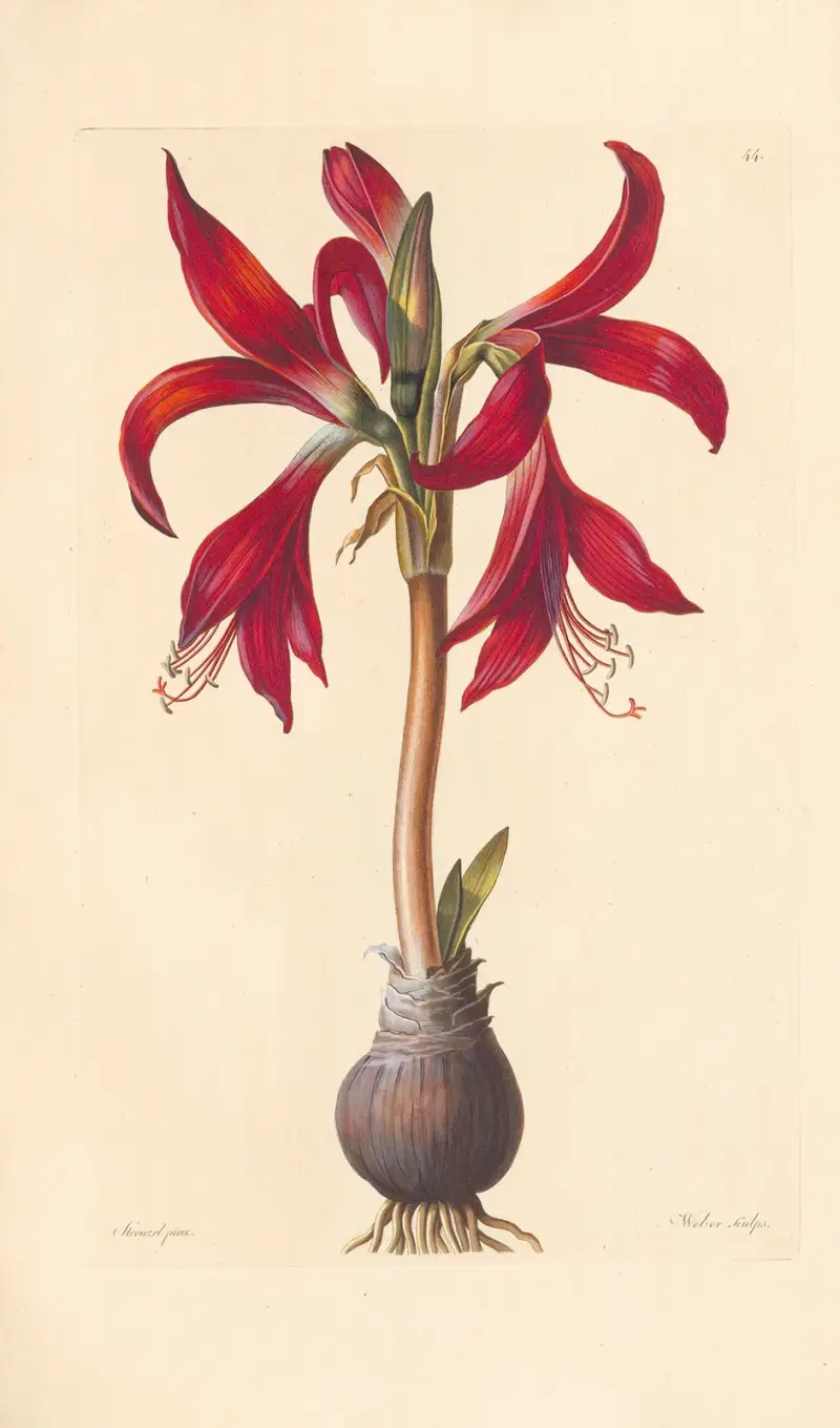 Amaryllis formosissima av Leopold Trattinnick