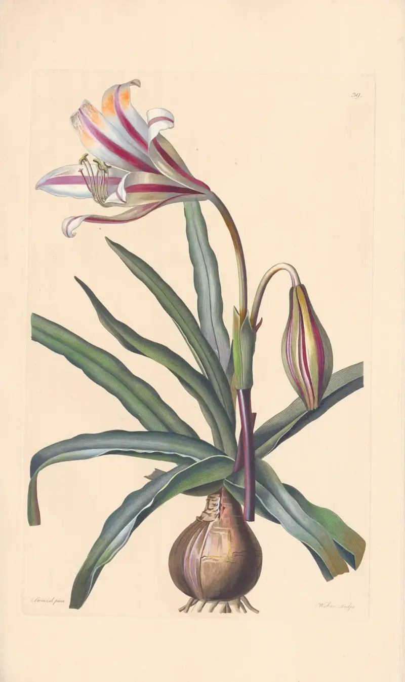 Amaryllis ornata von Leopold Trattinnick