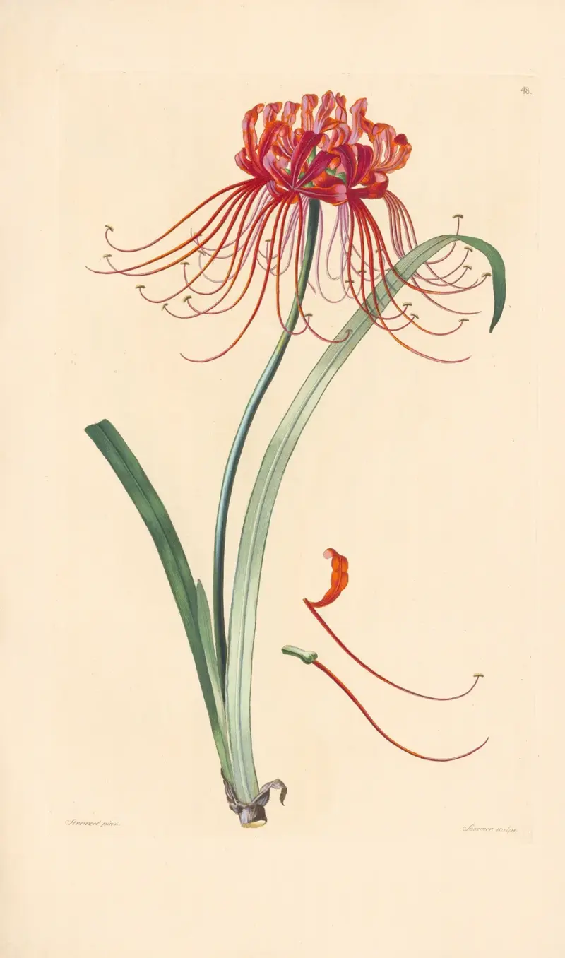 Amaryllis radiata von Leopold Trattinnick