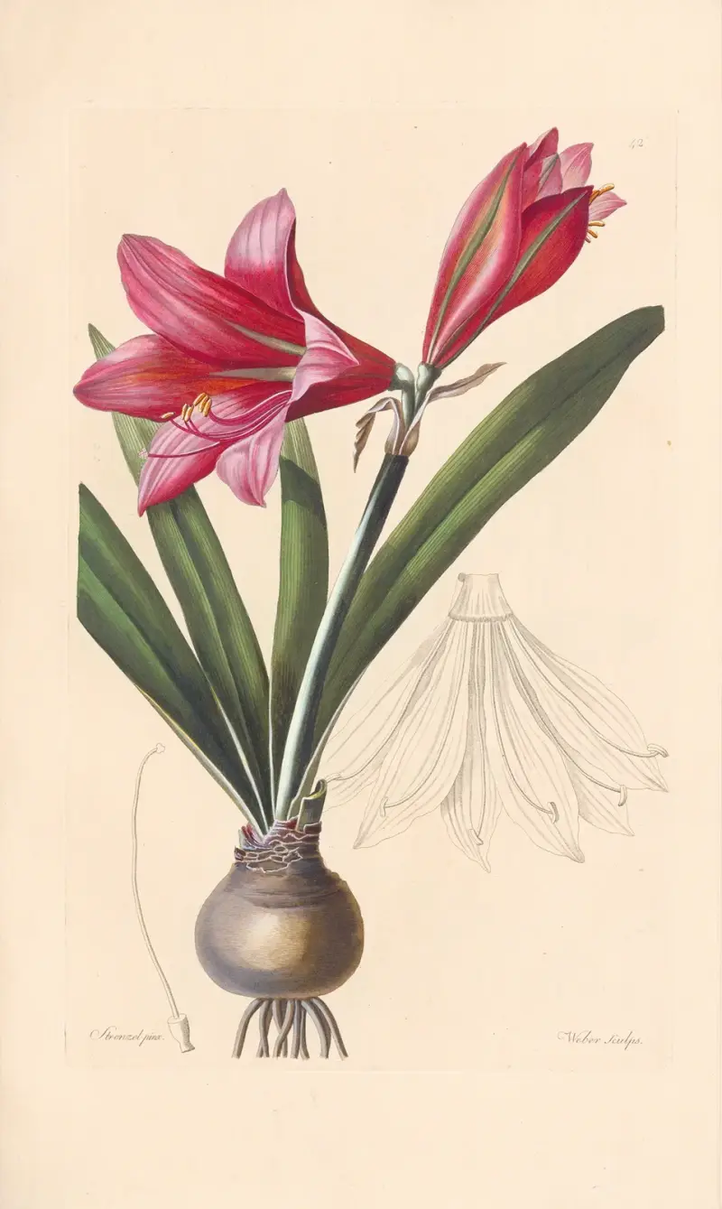 Amaryllis reginae von Leopold Trattinnick