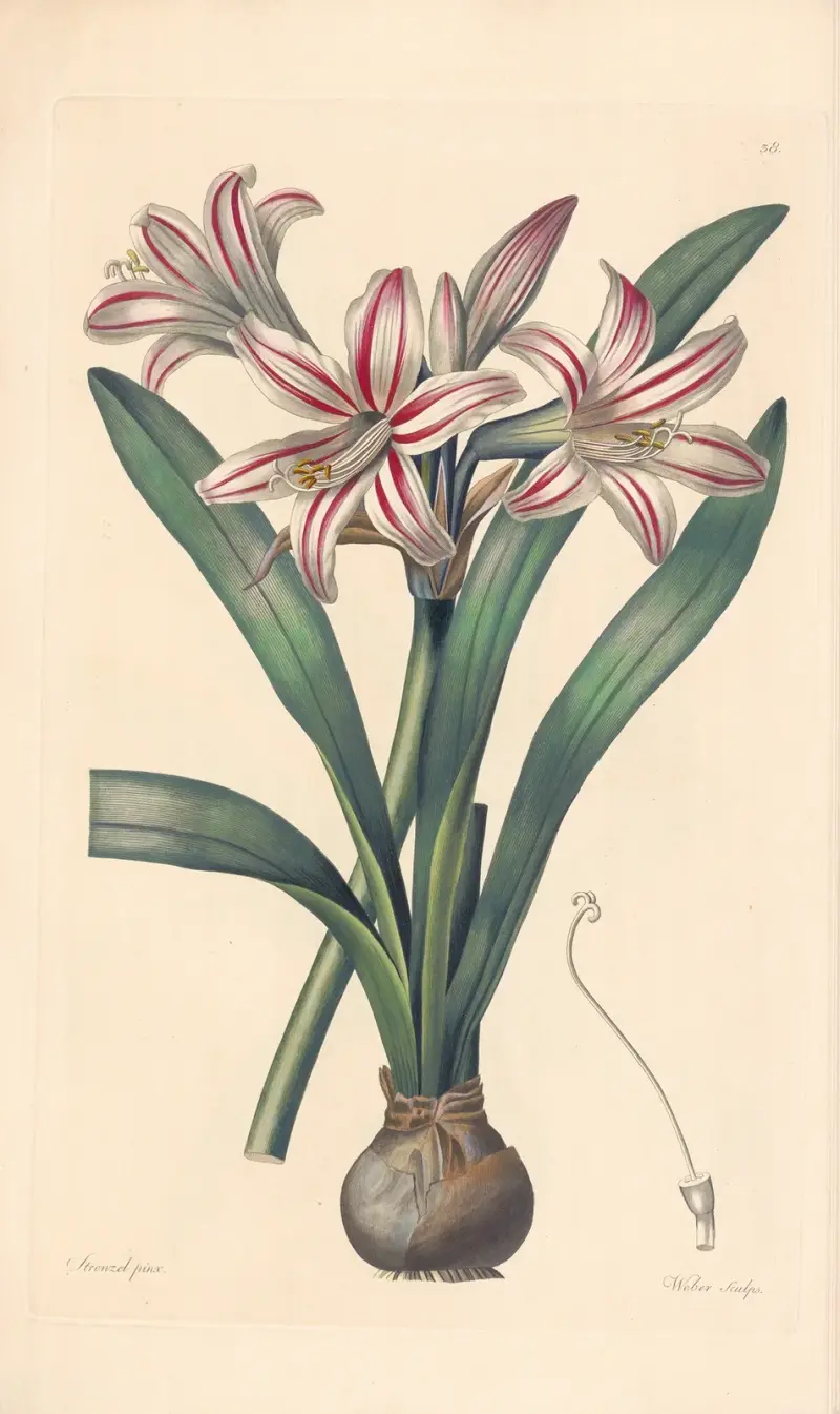 Amaryllis vittata av Leopold Trattinnick