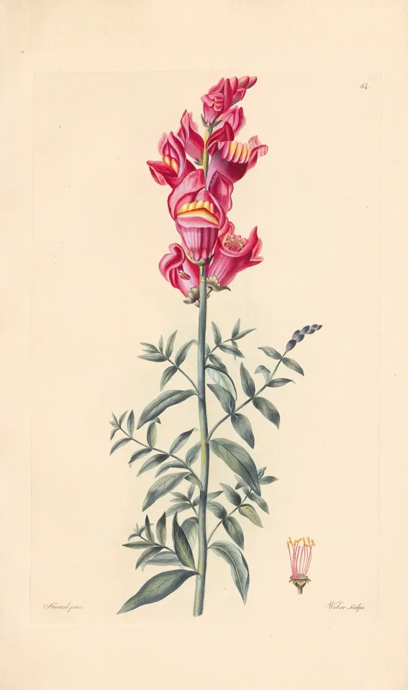 Antirrhinum majus av Leopold Trattinnick