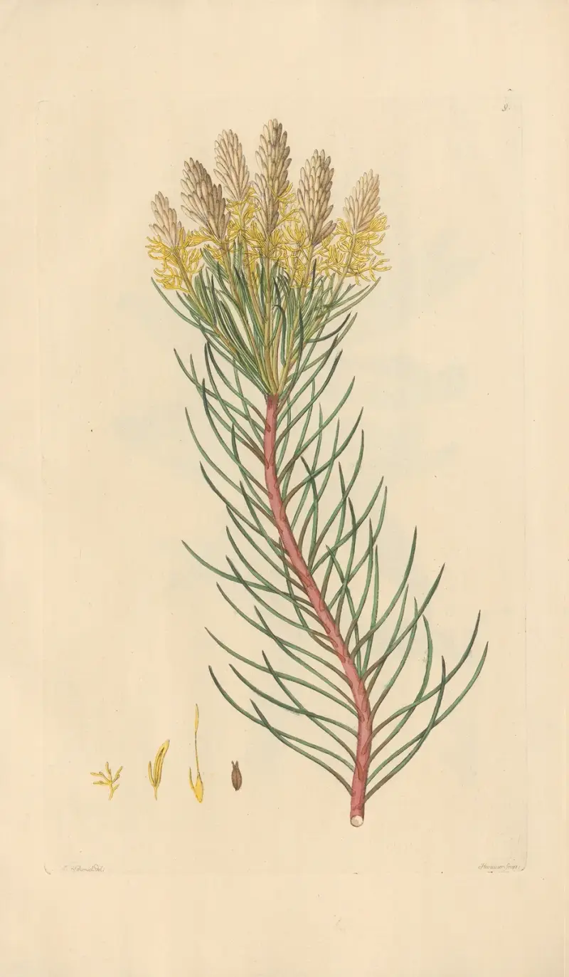 Aulax pinifolia, Leopold Trattinnick