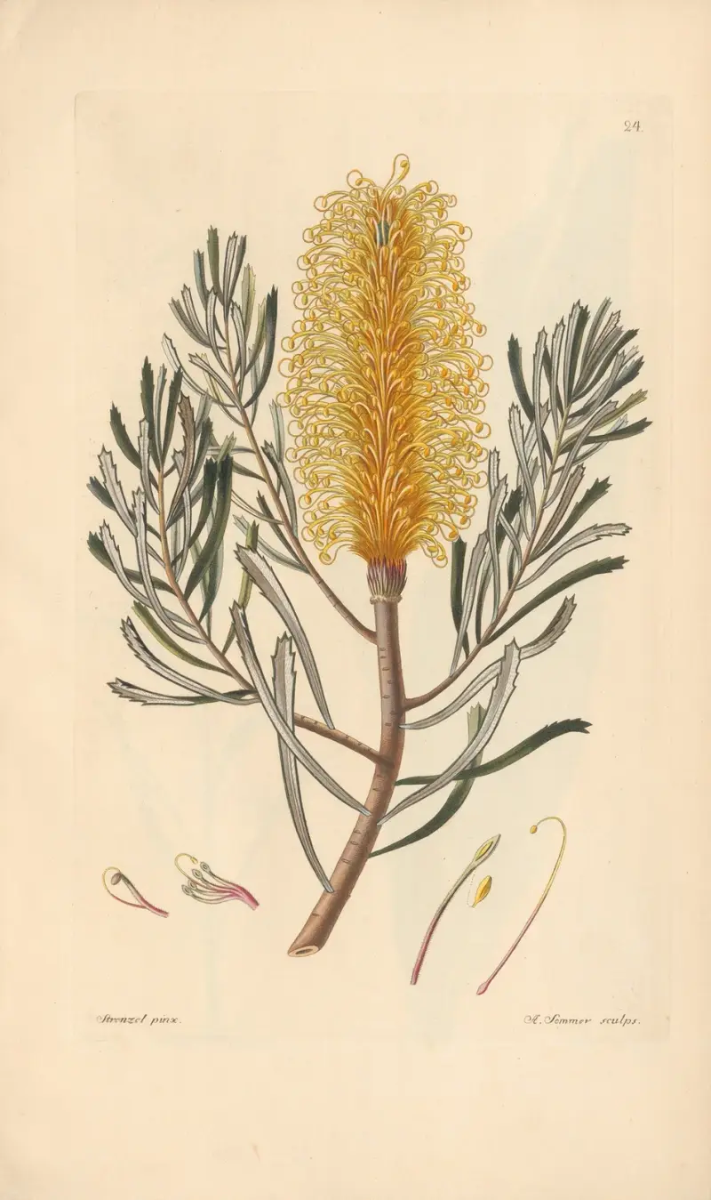 Banksia spinulosa av Leopold Trattinnick