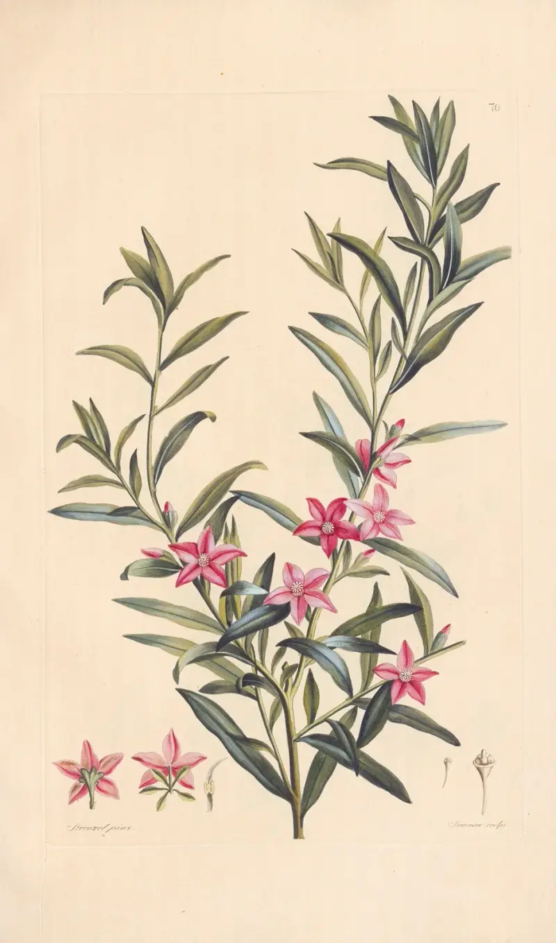 Crowea saligna von Leopold Trattinnick
