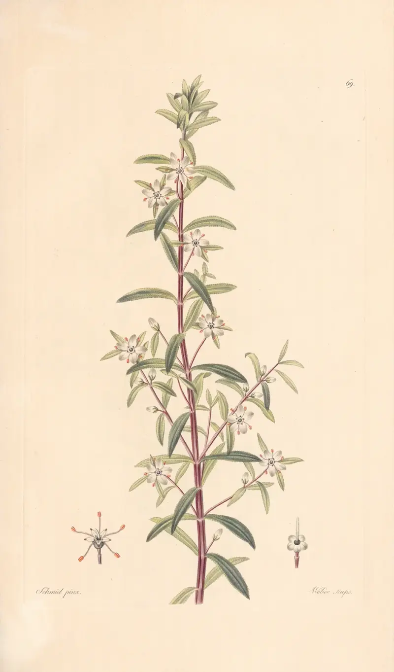 Diosma serratifolium av Leopold Trattinnick