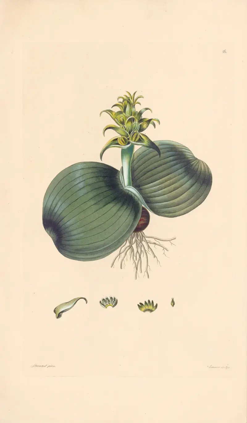 Eucomis bifolia von Leopold Trattinnick
