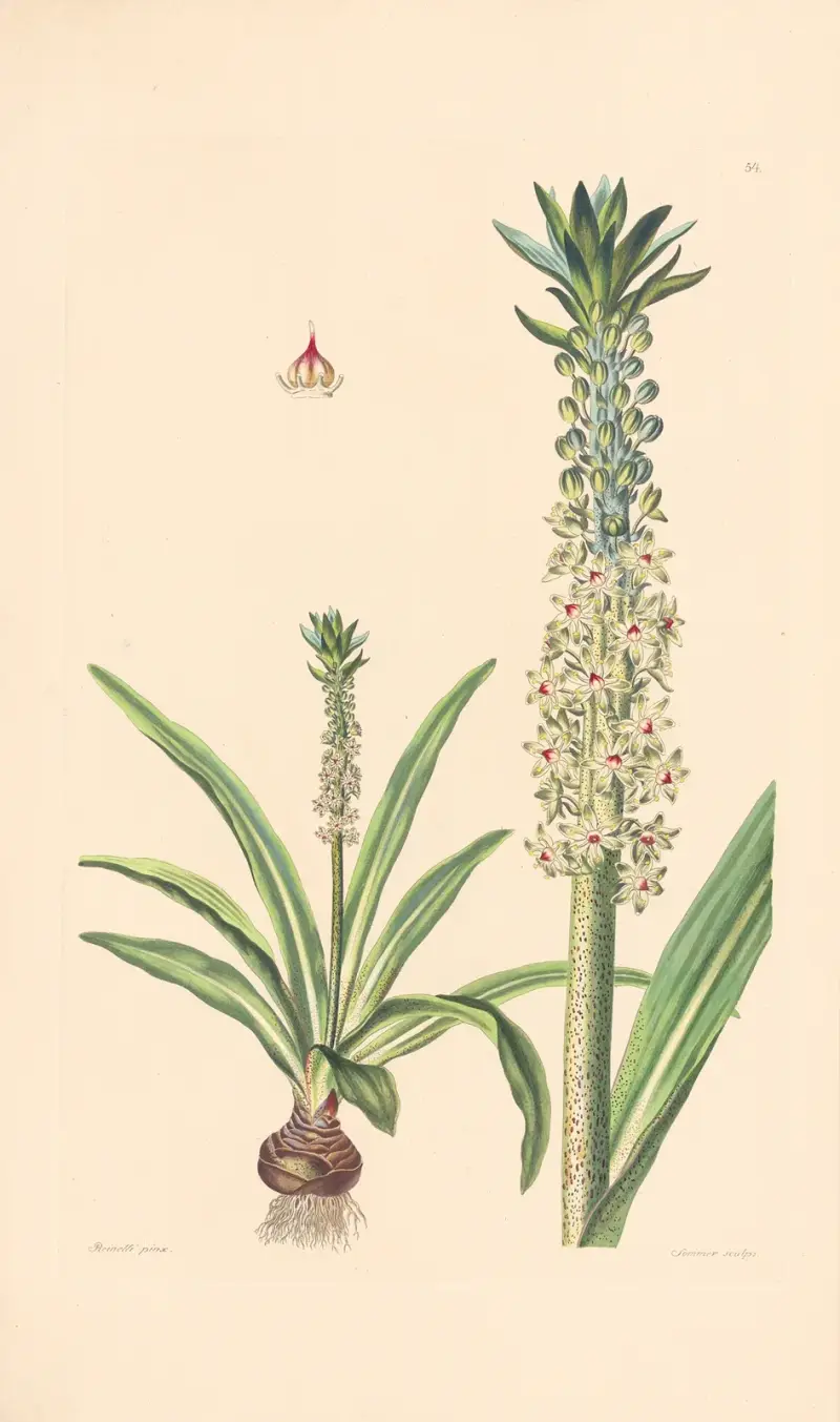 Eucomis punctata av Leopold Trattinnick
