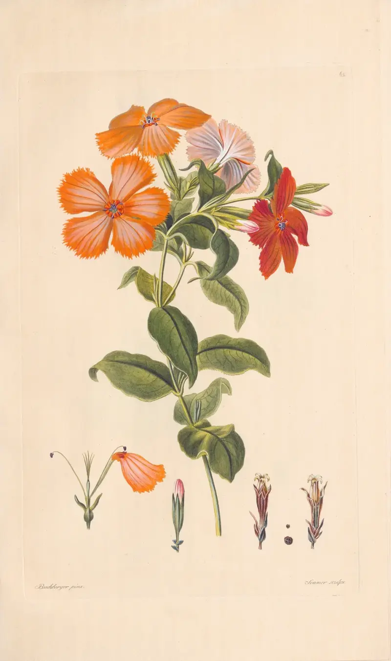 Hedona sinensis von Leopold Trattinnick
