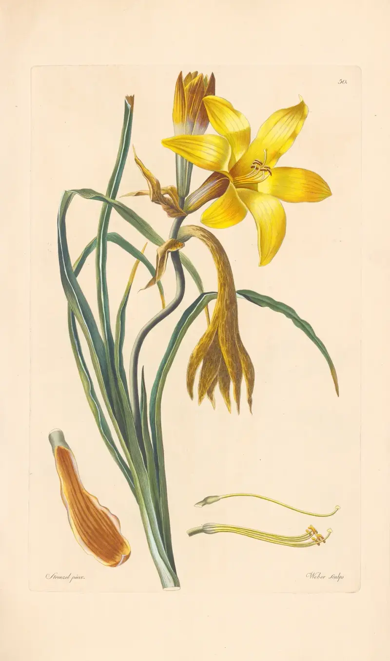 Hemerocallis graminea von Leopold Trattinnick