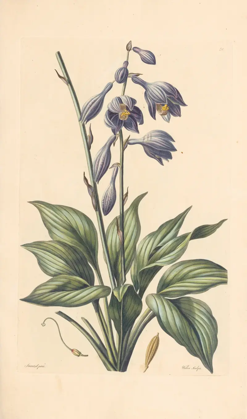 Hosta coerulea von Leopold Trattinnick