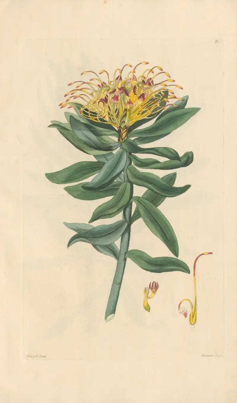 Leucospermum medium av Leopold Trattinnick