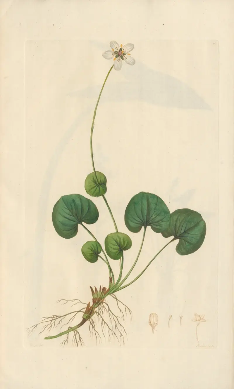 Parnassia asarifolia av Leopold Trattinnick