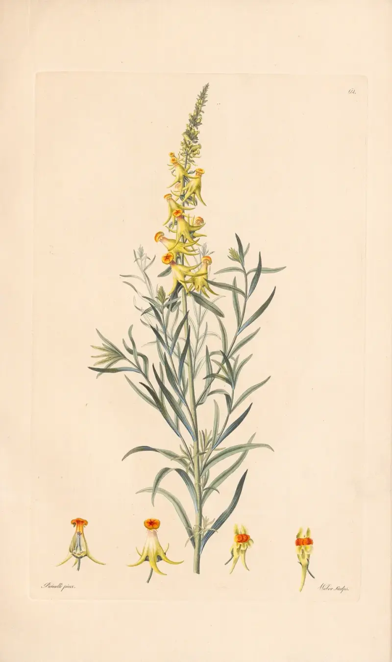 Peloria Linariae vulgaris av Leopold Trattinnick