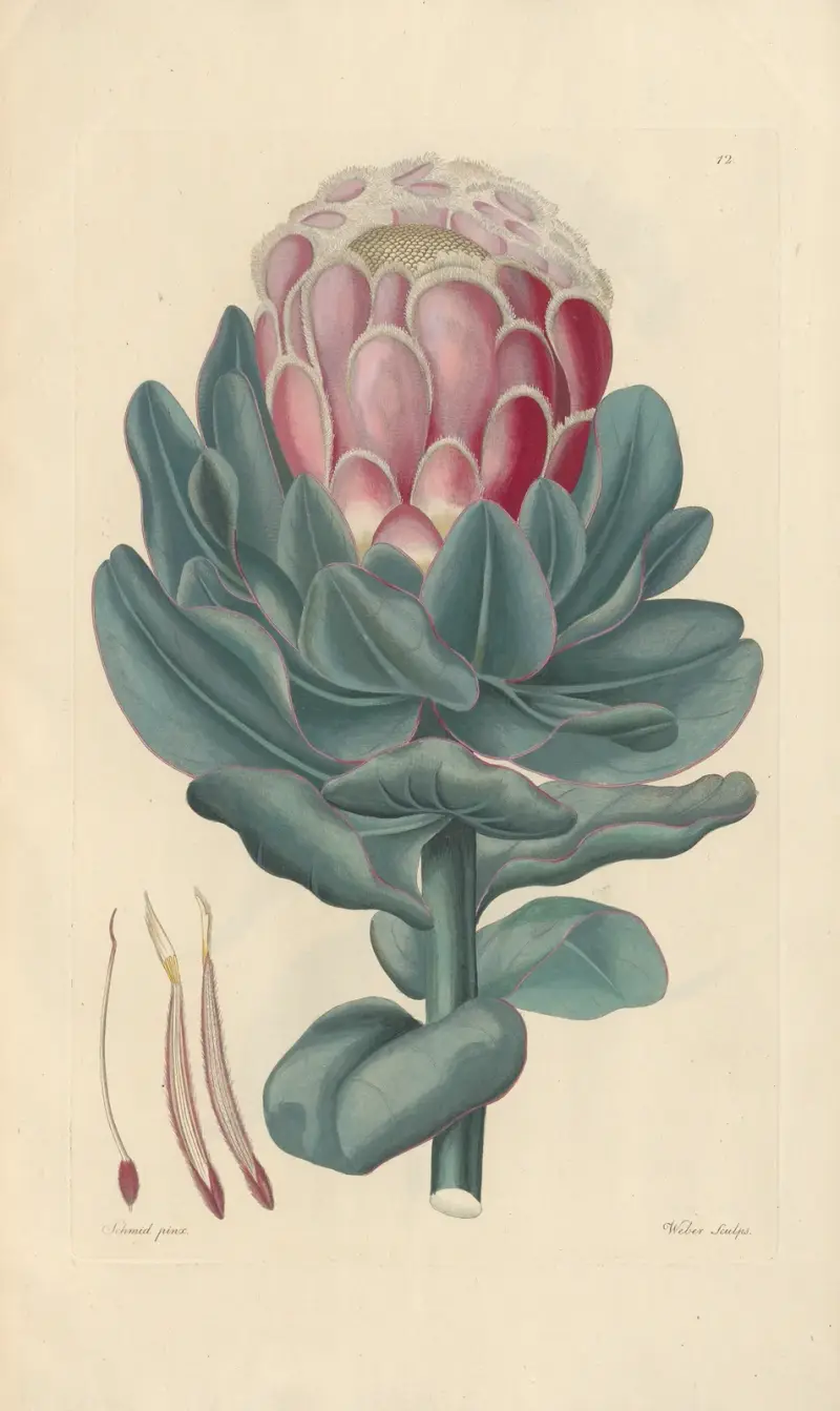 Protea speciosa av Leopold Trattinnick