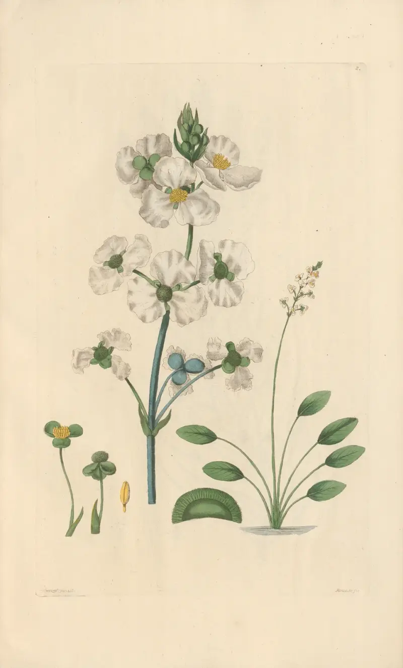 Sagittaria lancifolia av Leopold Trattinnick