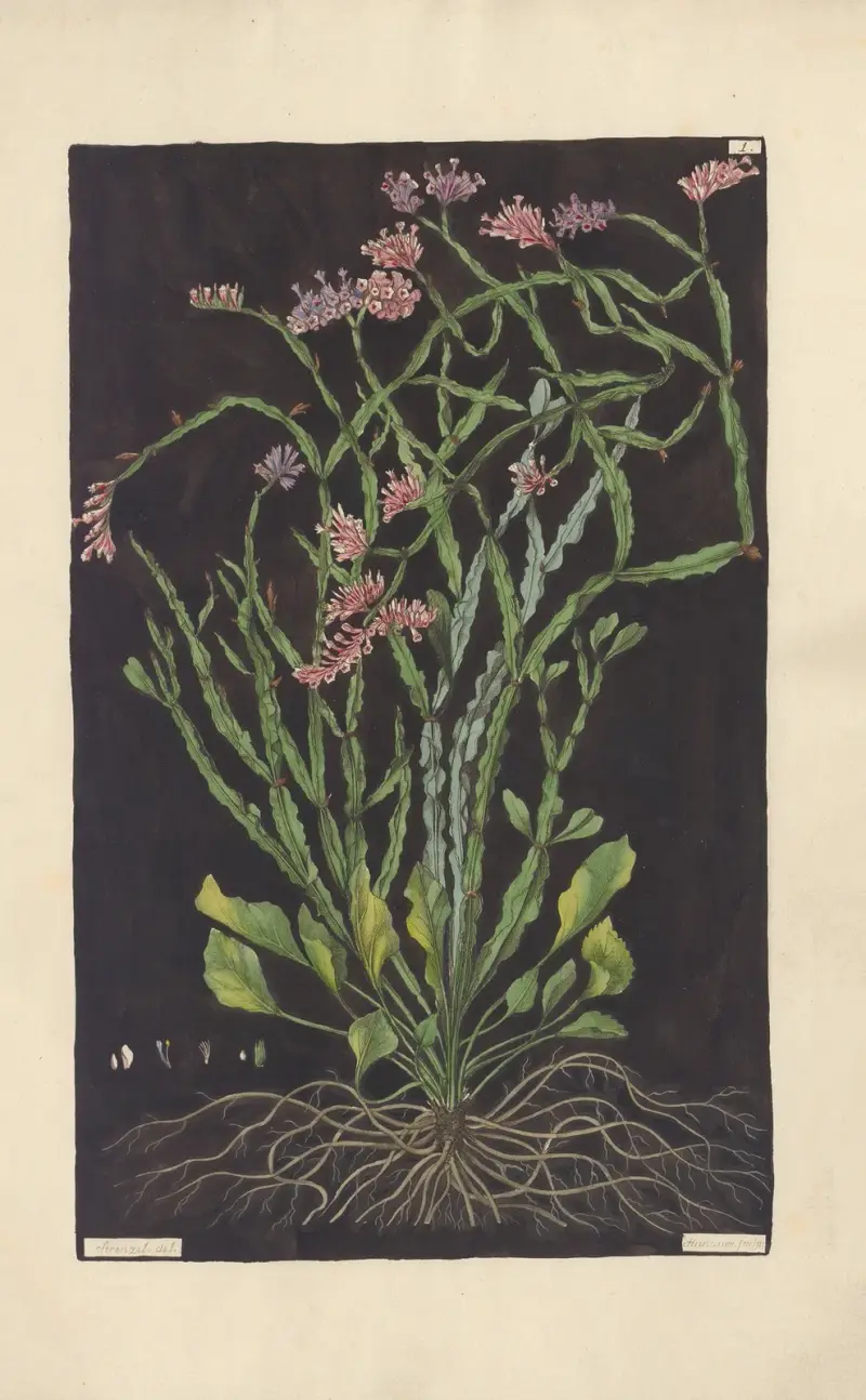 Statice mucronata von Leopold Trattinnick
