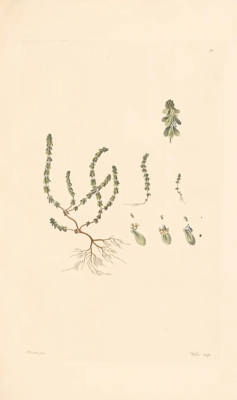 Vailantia muralis von Leopold Trattinnick