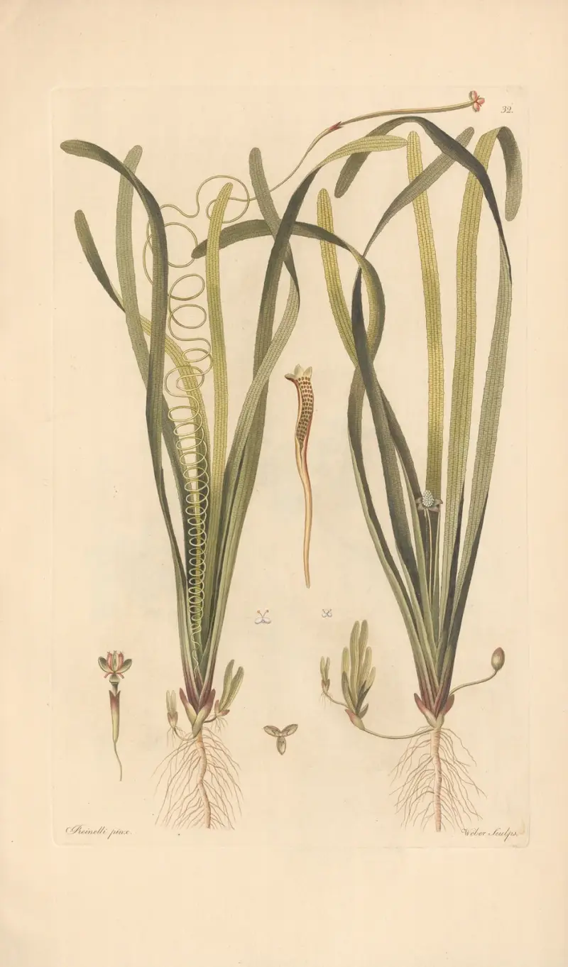 Vallisneria spiralis von Leopold Trattinnick