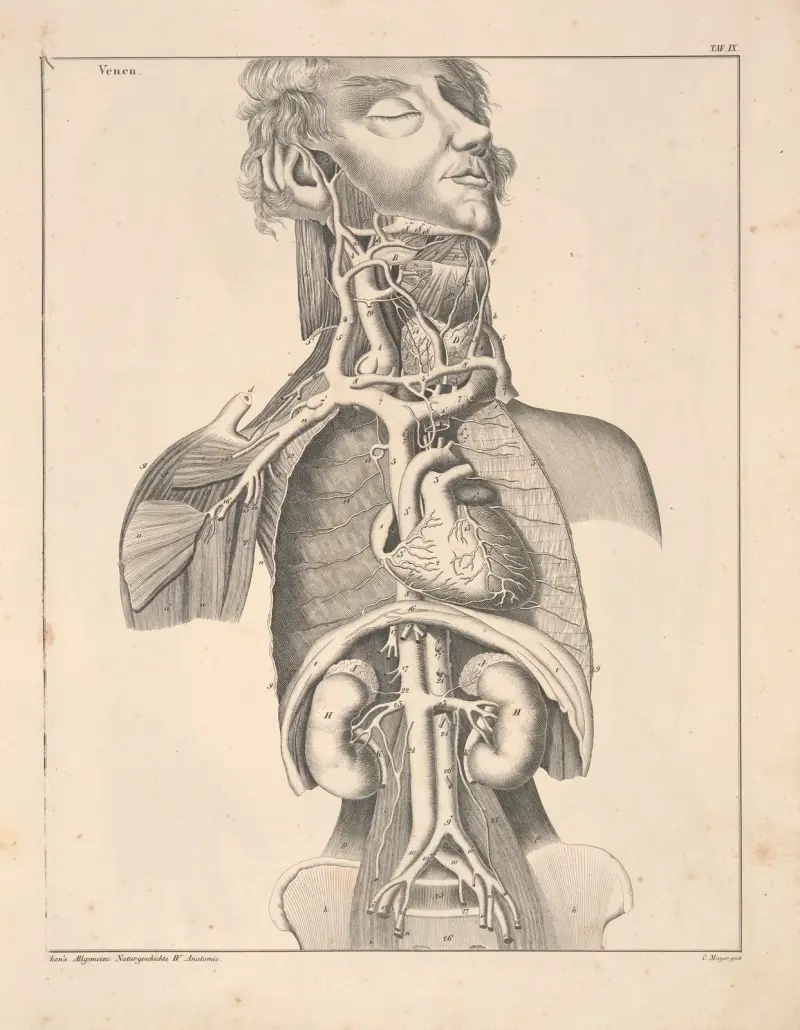 Abbildungen zu Okens Allgemeiner Naturgeschichte für alle Stände Pl. 55 von Lorenz Oken