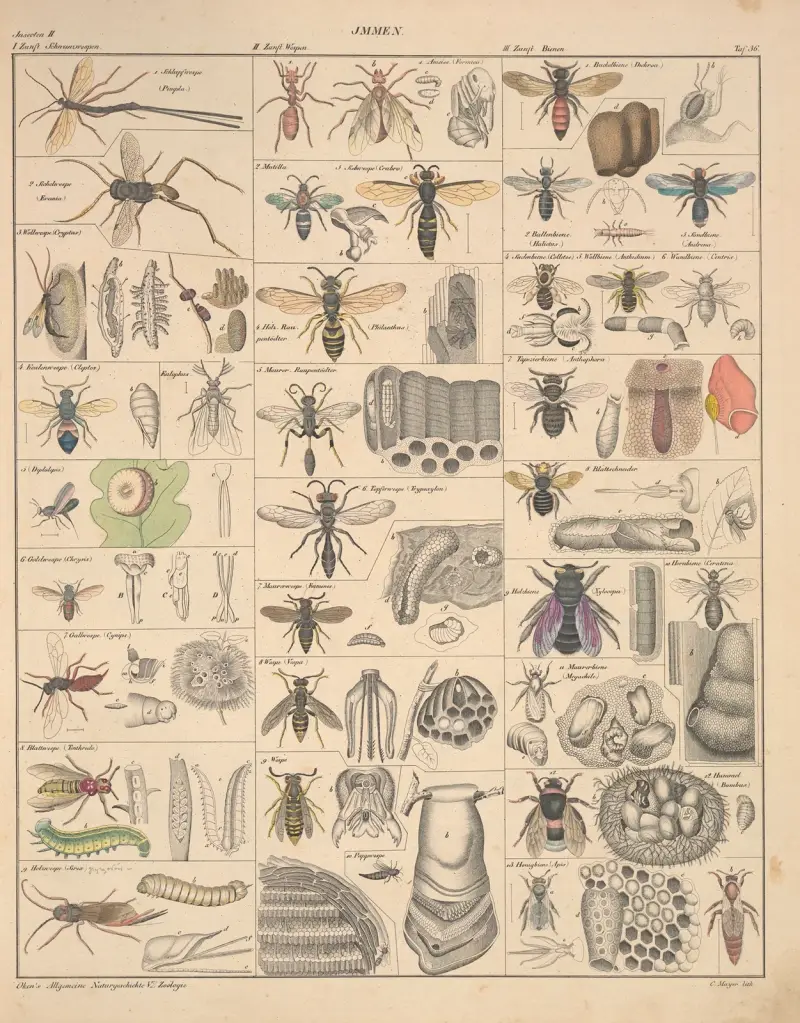 Illustrationer till Okens allmänna naturhistoria för alla stånd, plansch 82 av Lorenz Oken