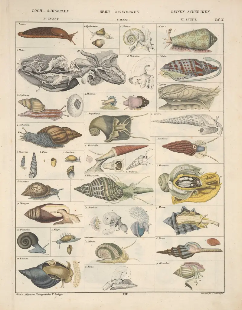 Abbildungen zu Okens Allgemeiner Naturgeschichte für alle Stände Pl. 069 von Lorenz Oken