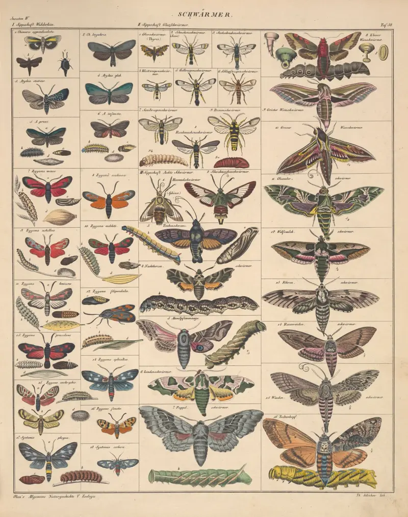Illustrationer till Okens allmänna naturhistoria för alla stånd, plansch 84 av Lorenz Oken
