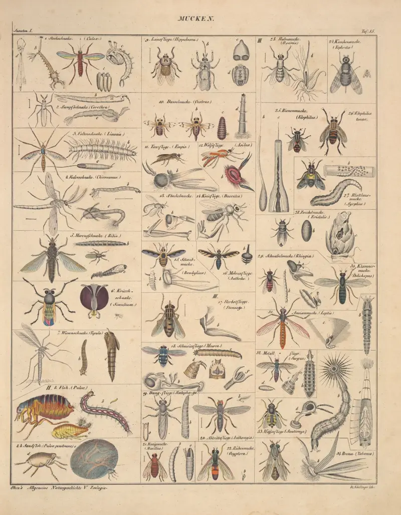 Abbildungen zu Oken’s Allgemeiner Naturgeschichte für alle Stände Pl.081 av Lorenz Oken