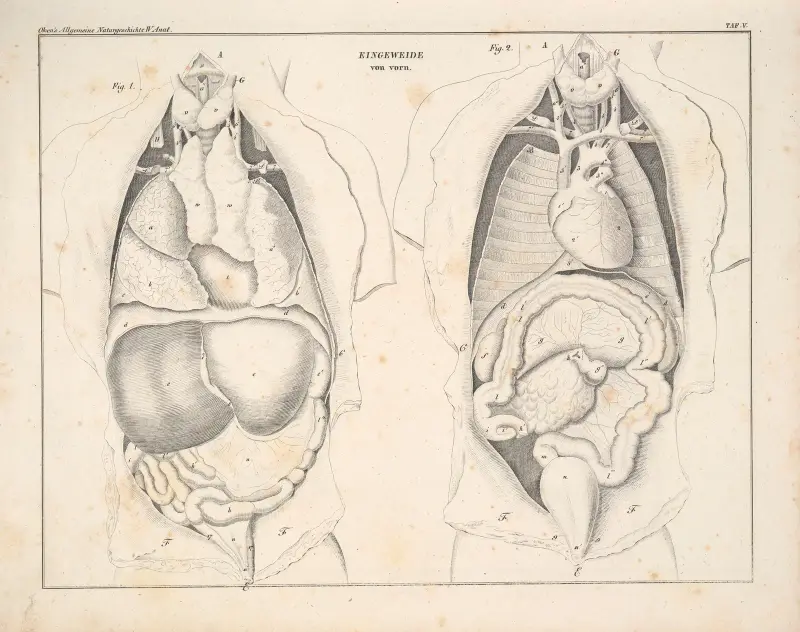 Abbildungen zu Okens Allgemeiner Naturgeschichte für alle Stände, Tafel 051 von Lorenz Oken