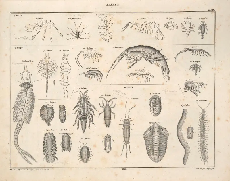 Illustrationer till Okens allmänna naturhistoria för alla stånd, plansch 78 av Lorenz Oken