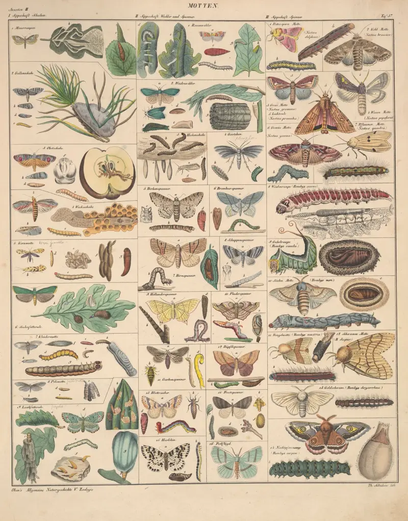 Abbildungen zu Oken’s Allgemeiner Naturgeschichte für alle Stände Pl.083 av Lorenz Oken