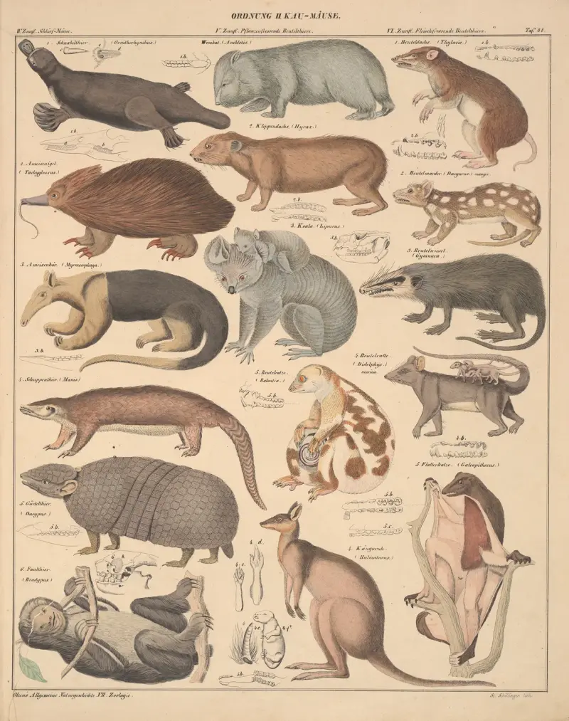 Illustrationer till Okens allmänna naturhistoria för alla stånd, plansch 134 av Lorenz Oken