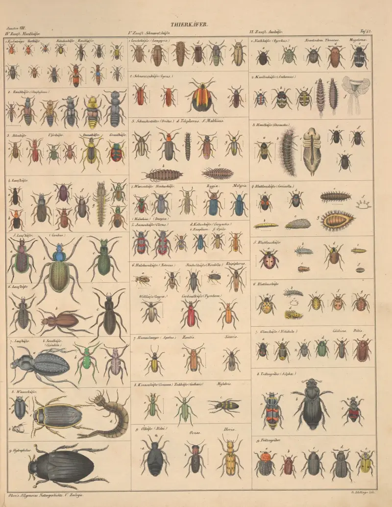 Abbildungen zu Oken’s Allgemeiner Naturgeschichte für alle Stände Pl.088 av Lorenz Oken