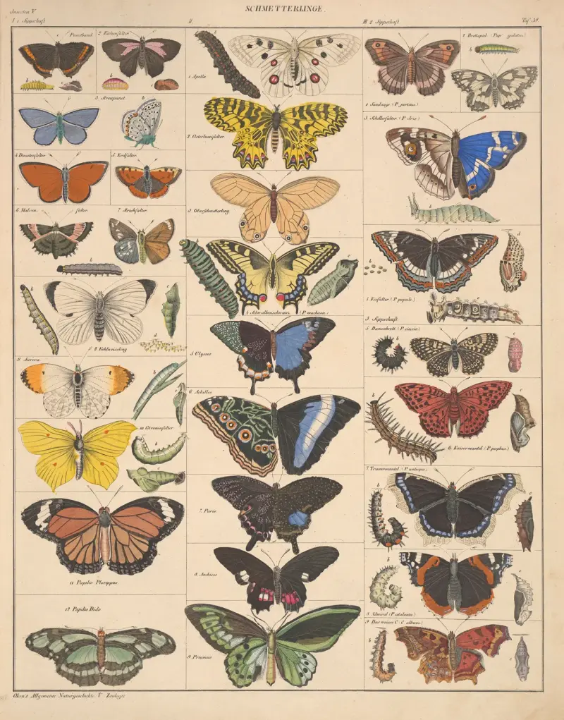 Abbildungen zu Oken’s Allgemeiner Naturgeschichte für alle Stände Pl.085 von Lorenz Oken
