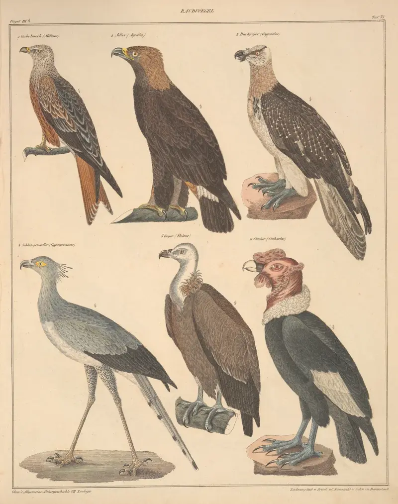 Abbildungen zu Oken’s Allgemeiner Naturgeschichte für alle Stände Pl. 121 von Lorenz Oken
