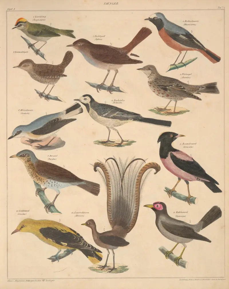 Illustrationer till Okens allmänna naturhistoria för alla stånd, plansch 118 av Lorenz Oken