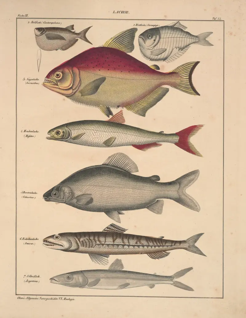 Abbildungen zu Oken’s Allgemeiner Naturgeschichte für alle Stände Pl.100 von Lorenz Oken
