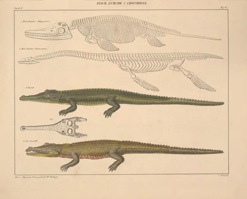 Illustrationer till Okens allmänna naturhistoria för alla stånd, plansch 113 av Lorenz Oken