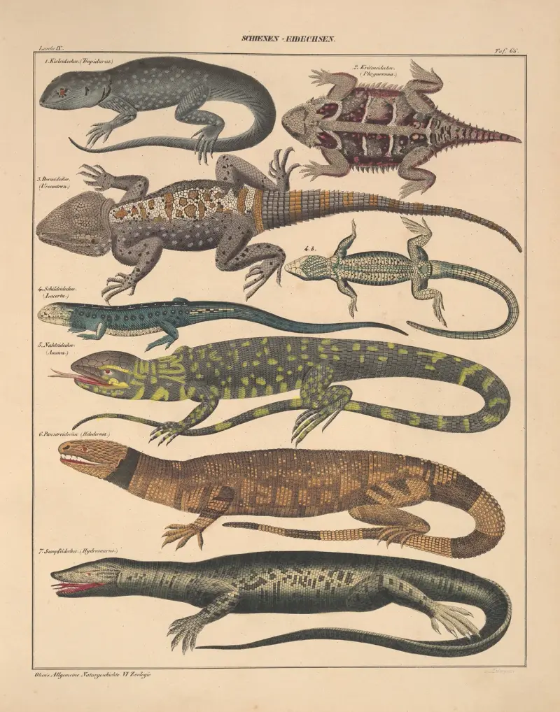 Illustrationer till Okens allmänna naturhistoria för alla stånd, plansch 112 av Lorenz Oken