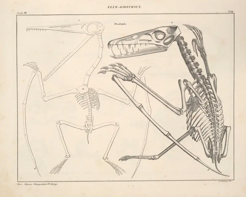 Abbildungen zu Oken’s Allgemeiner Naturgeschichte für alle Stände Pl.115 av Lorenz Oken
