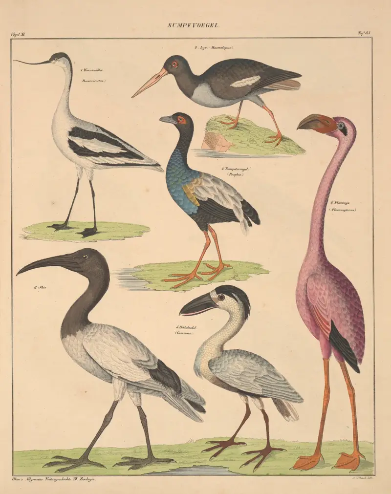 Illustrationer till Okens allmänna naturhistoria för alla stånd, plansch 129 av Lorenz Oken