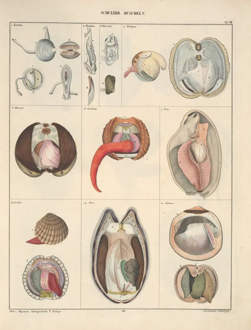Illustrationer till Okens allmänna naturhistoria för alla stånd, plansch 66 av Lorenz Oken