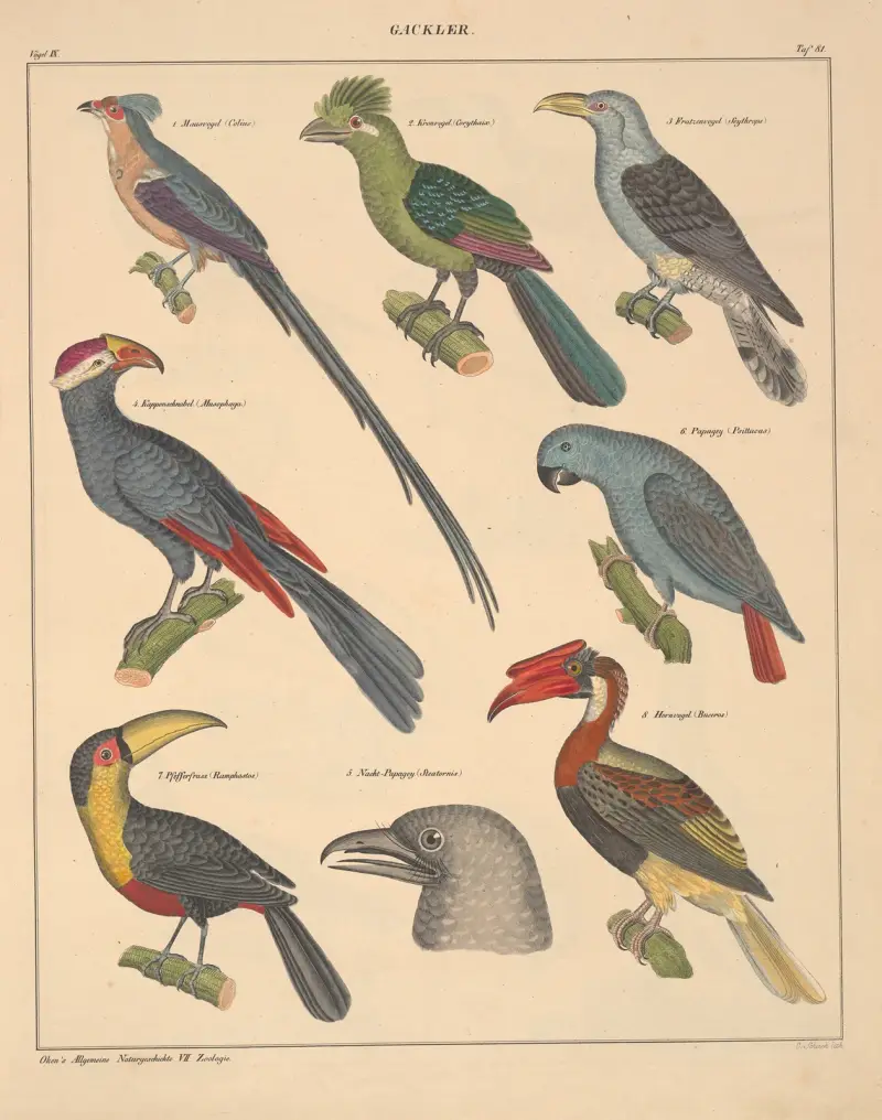 Illustrationer till Okens allmänna naturhistoria för alla stånd, plansch 127 av Lorenz Oken