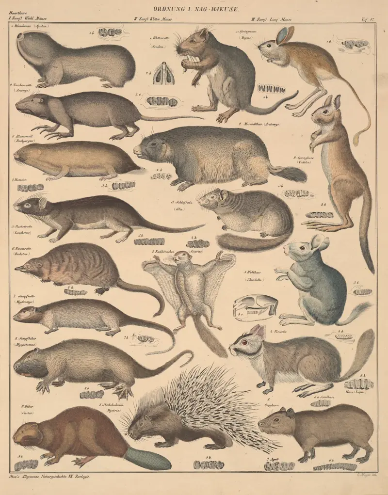 Abbildungen zu Okens Allgemeiner Naturgeschichte für alle Stände, Tafel 133 von Lorenz Oken