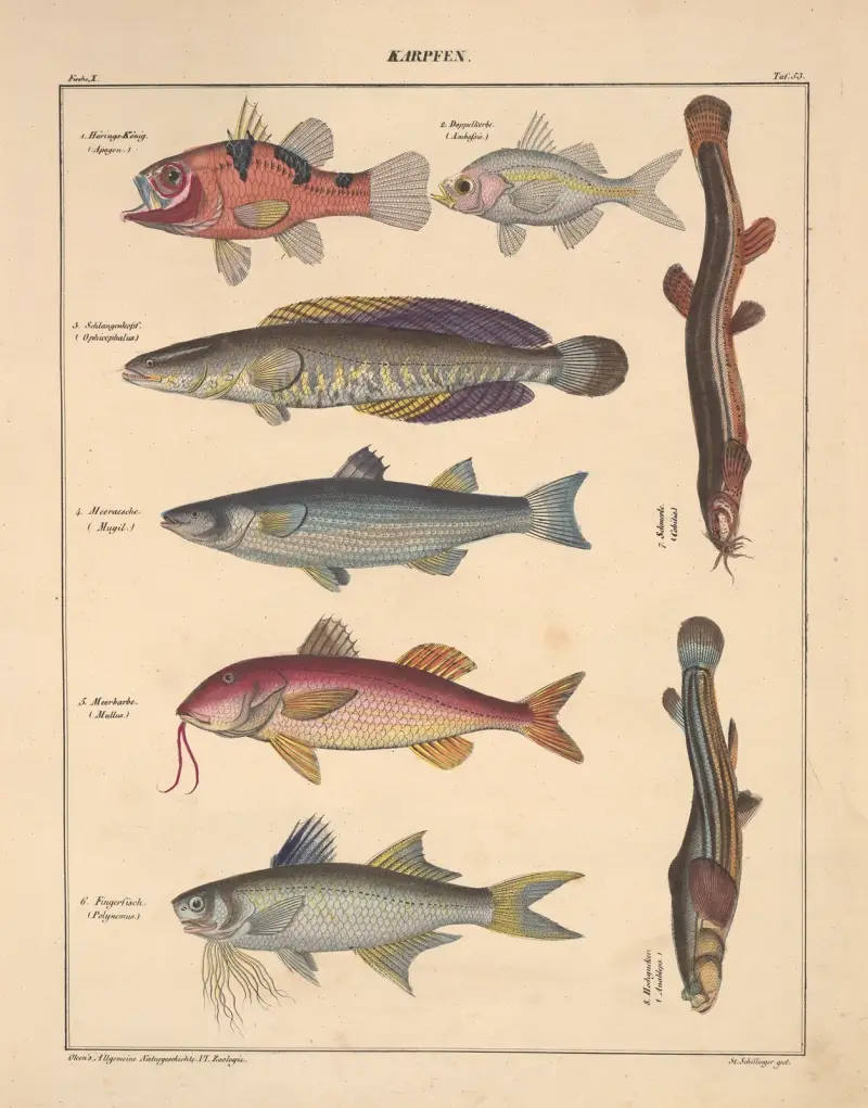 Illustrationer till Okens allmänna naturhistoria för alla stånd, plansch 99 av Lorenz Oken