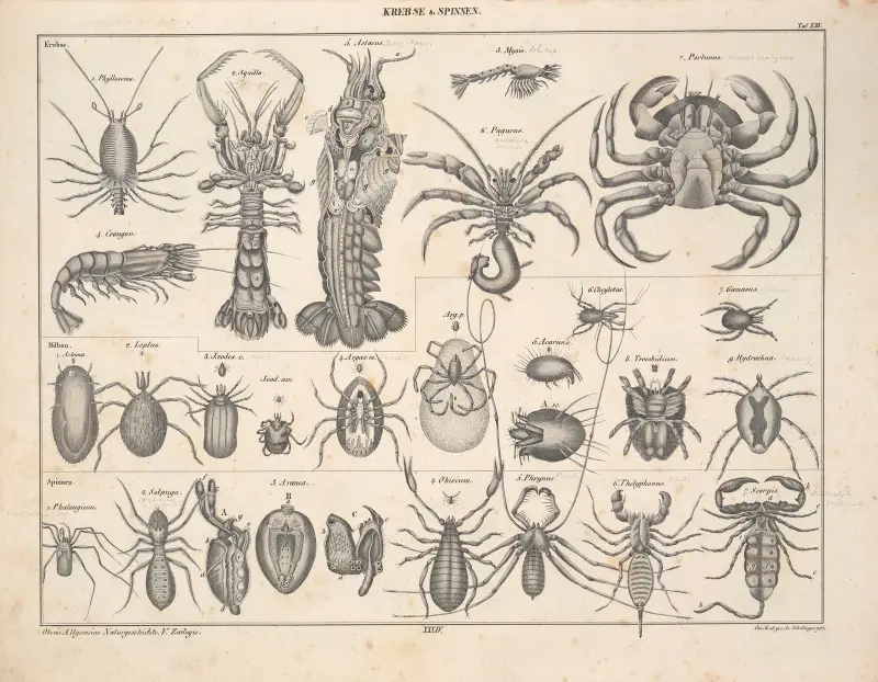 Abbildungen zu Oken’s Allgemeiner Naturgeschichte für alle Stände Pl.080 av Lorenz Oken