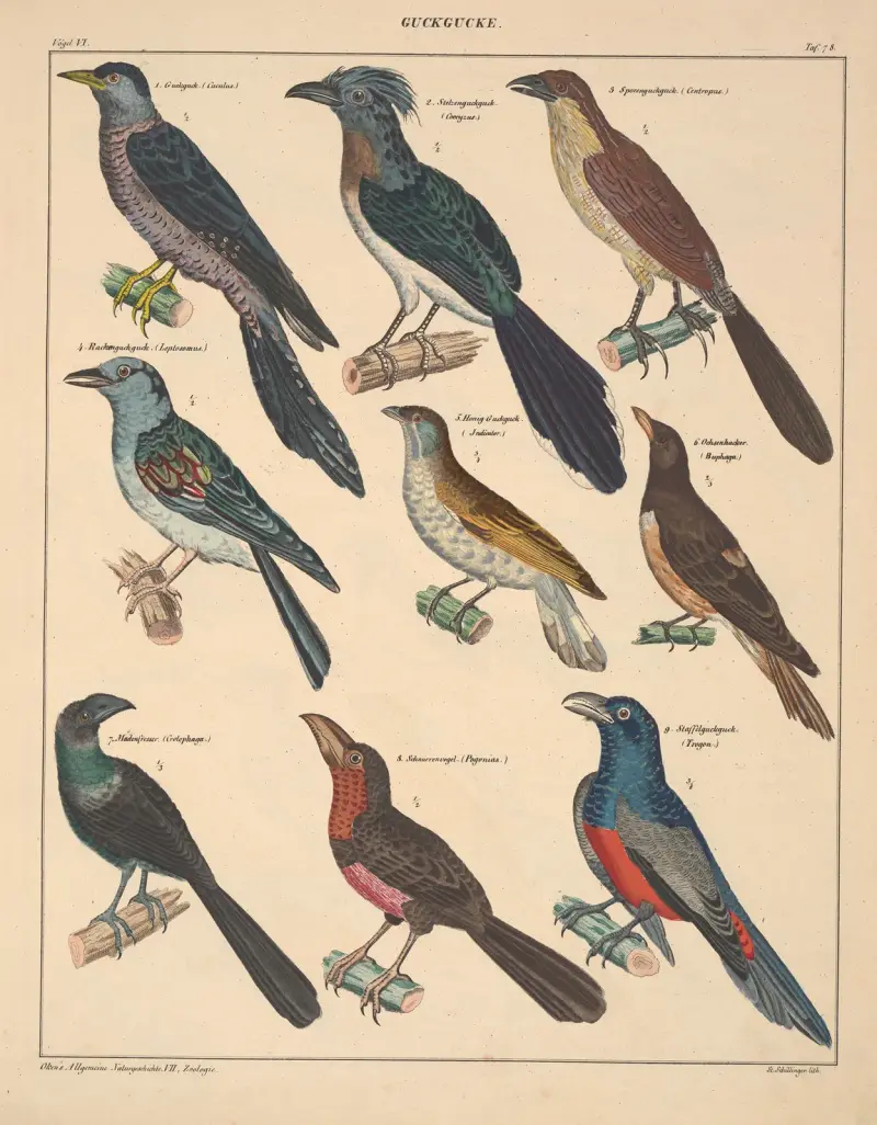 Abbildungen zu Okens Allgemeiner Naturgeschichte für alle Stände, Tafel 124 von Lorenz Oken