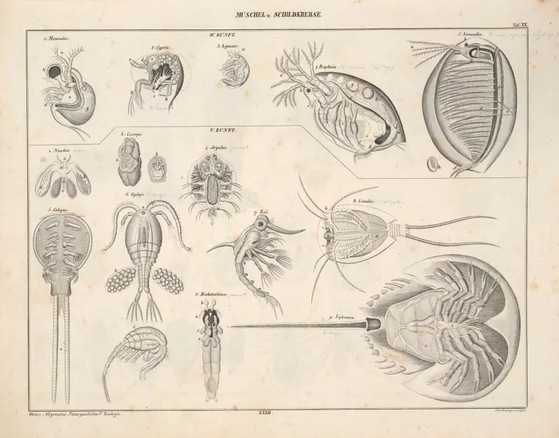 Illustrationer till Okens allmänna naturhistoria för alla stånd, plansch 79 av Lorenz Oken