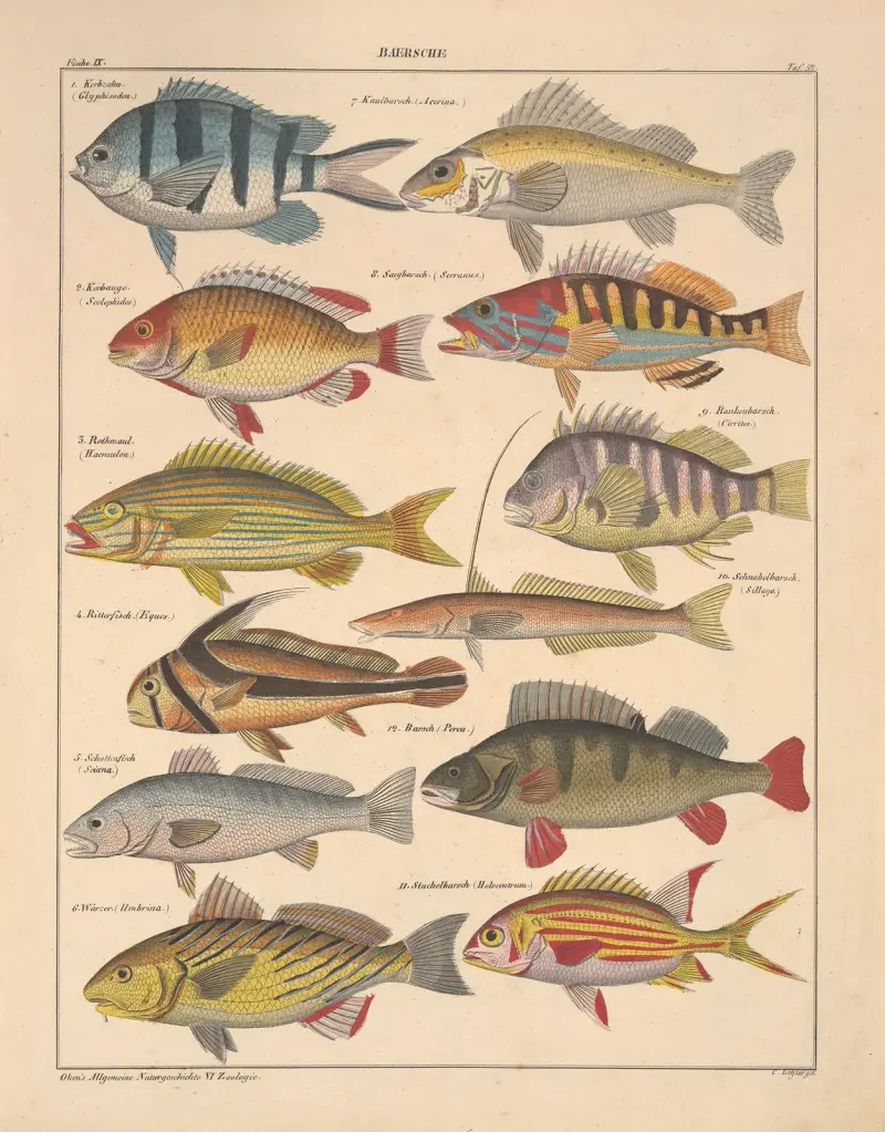 Illustrationer till Okens allmänna naturhistoria för alla stånd, plansch 98 av Lorenz Oken
