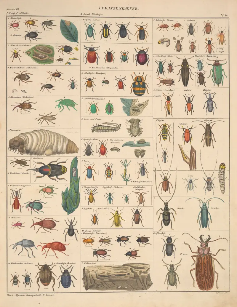 Abbildungen zu Oken’s Allgemeiner Naturgeschichte für alle Stände Pl.087 av Lorenz Oken